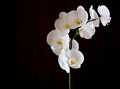 Gėlė,  Orchidėjų,  Kambarių Gėlių,  Augalų,  Makro