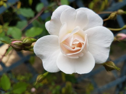 Gėlė,  Baltos Spalvos,  Baltos Gėlės,  Gamta
