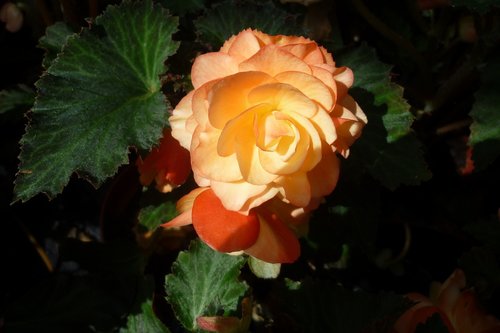 Gėlė,  Dekoratyvinis Augalas,  Rožinė Oranžinė,  Gelės Vazonas