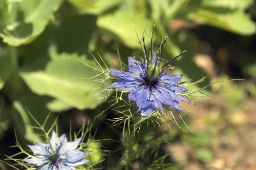 Gėlė,  Nigella Damascena,  Myliu-In-A-Rūkas,  Nigella,  Augalų,  Pobūdį,  Damascena,  Sodas,  Žydi,  Mėlyna,  Floros,  Žalias,  Botanika,  Vasara,  Botanikos,  Baltos Spalvos,  Natūralus,  Iš Arti,  Graži,  Subtilus