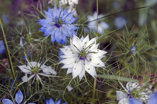 Gėlė,  Nigella Damascena,  Myliu-In-A-Rūkas,  Nigella,  Augalų,  Pobūdį,  Damascena,  Sodas,  Žydi,  Mėlyna,  Floros,  Žalias,  Botanika,  Vasara,  Botanikos,  Baltos Spalvos,  Natūralus,  Iš Arti,  Graži,  Subtilus