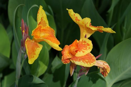 Gėlė, Gamta, Geltona, Gėlės, Hodges Sodų Valstybinis Parkas, Luiziana