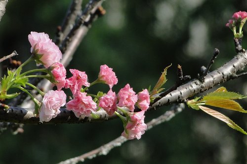 Gėlė,  Vyšnių Žiedų,  Chrizantemos Vyšnios,  Pavasaris