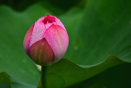 Gėlė,  Lotus,  Augalas