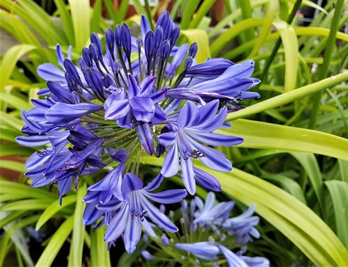 Gėlė,  Žydi,  Augalų,  Žiedlapis,  Agapanthus