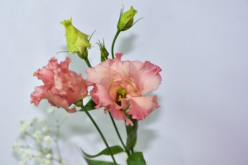 Gėlė,  Rožinis,  Romantiškas,  Fonas,  Augmenija