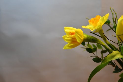 Gėlė,  Vernal,  Floros,  Naracisy,  Fonas