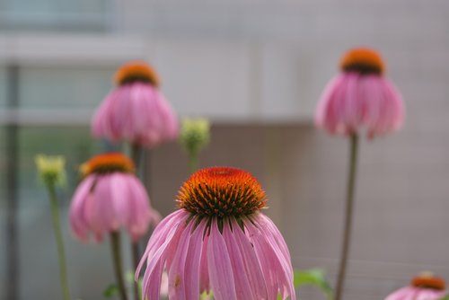 Gėlė,  Gražus Scena,  Seulo Nacionalinis Universitetas,  Pietų Korėja,  Gegužinė,  Atsitiktinės Nuotraukos