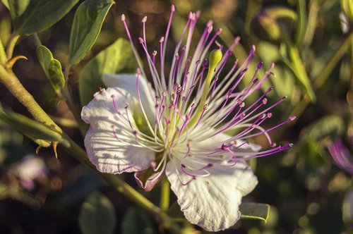 Gėlė,  Kaparėlių,  Viduržemio Jūros Regiono Augalų