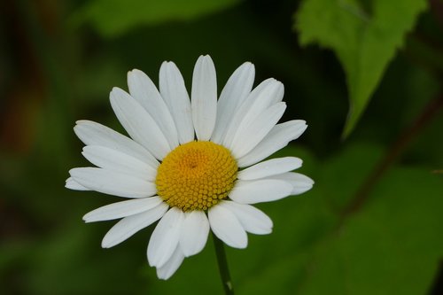 Gėlė,  Daisy,  Baltos Spalvos,  Vasara