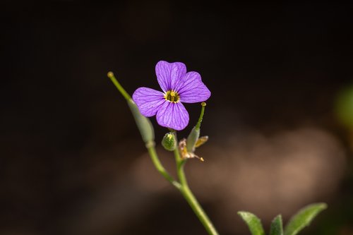 Gėlė,  Violetinė,  Violetinė Gėlė,  Mažas,  Švelnus,  Maža Gėlė,  Žiedas,  Žydi,  Violetinė Gėlė,  Pobūdį,  Floros,  Iš Arti