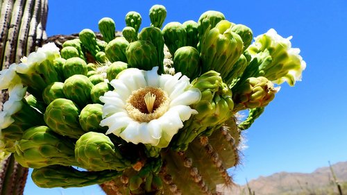 Gėlė,  Kaktusas,  Saguaro,  Amerika,  Saguaro Nacionalinis Parkas,  Žalias,  Arizona,  Baltos Spalvos,  Keblus,  Augalai,  Dykuma,  Žiedlapiai,  Prieskonis