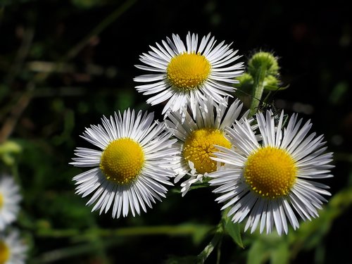 Gėlė,  Marguerite,  Baltas