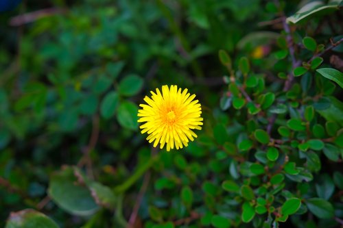 Gėlė,  Žydi,  Meadow,  Sodas,  Žalias