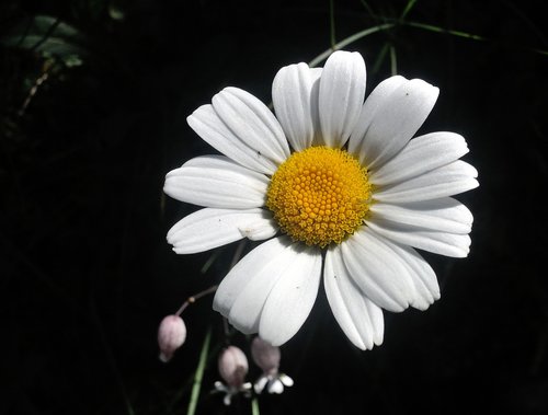 Gėlė,  Margarite,  Gamta
