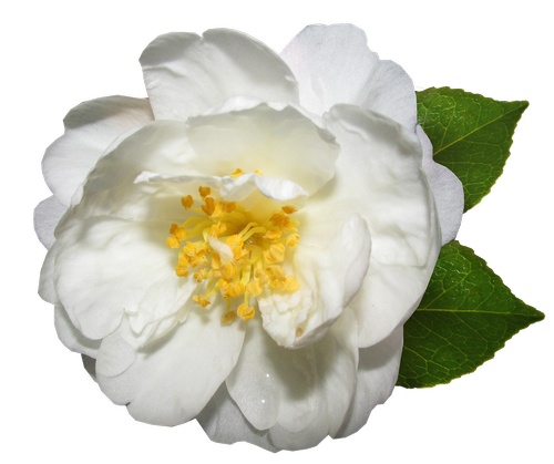 Gėlė,  Baltos Spalvos,  Camellia,  Žydi,  Sodas