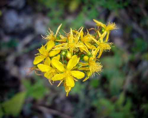 Gėlė,  Žydi,  Geltona,  Žalias,  Meadow,  Laukas,  Laukinių Gėlių,  Žiedas,  Žydi,  Augalų,  Pobūdį,  Vasara,  Floros,  Žiedlapiai,  Grožio,  Sodas,  Gražus,  Botanikos,  Romantiškas,  Botanika,  Meilė