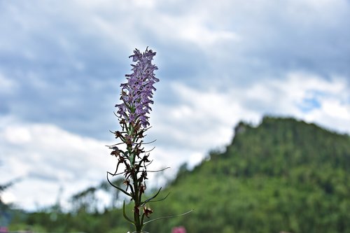 Gėlė,  Fonas,  Pobūdį,  Pavasaris,  Romantiškas,  Žiedas,  Žydi,  Floros,  Mėlyna,  Kalnai