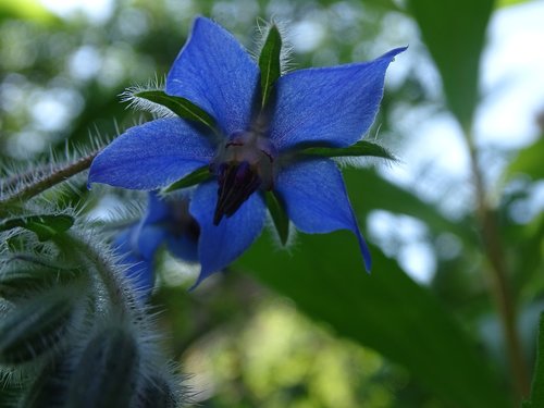Gėlė,  Pobūdį,  Boraginaceae