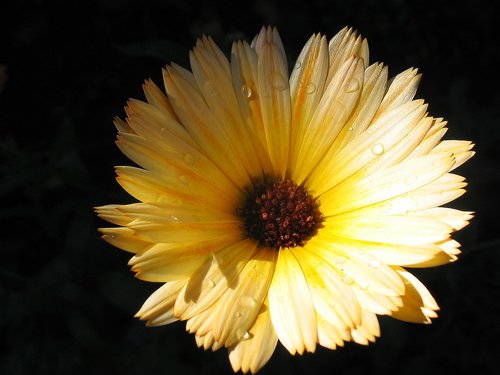 Gėlė,  Floros,  Sodas,  Pobūdį,  Augalų,  Makro,  Meadow,  Saulė