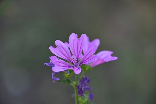 Gėlė,  Sodas,  Augalų,  Žiedlapiai,  Pobūdį,  Gėlės,  Floros,  Piestelė