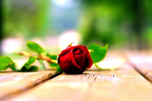 Gėlė, Rosa, Gamta