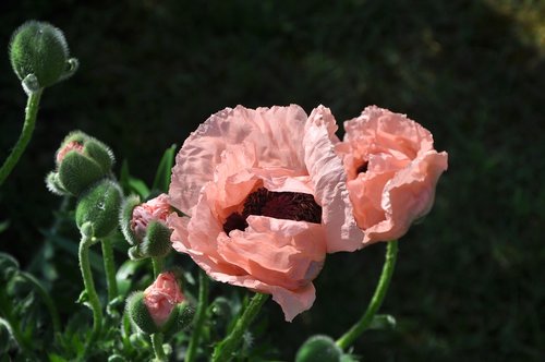 Gėlė,  Aguona,  Giverny,  Normandija,  Prancūzija
