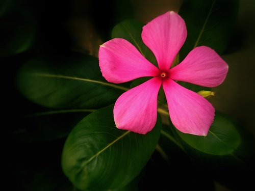 Gėlė,  Rožinė Gėlė,  Madagaskaras Litorina,  Augalų,  Augmenija