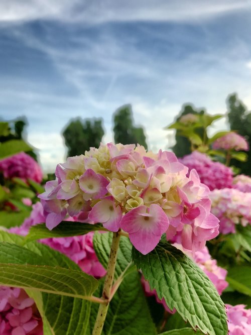 Gėlė,  Pobūdį,  Floros,  Lapų,  Vasara,  Sodas,  Lauke