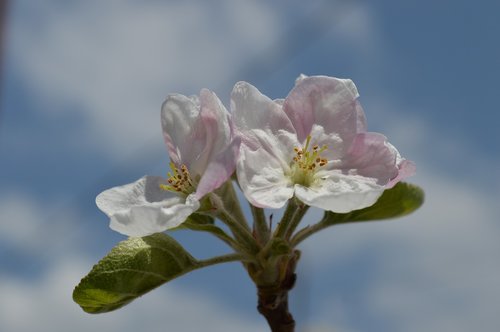 Gėlė,  Apple,  Gamta