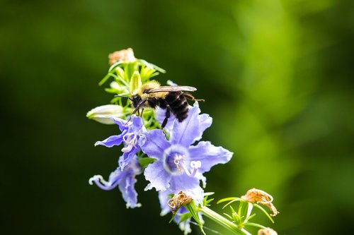 Gėlė,  Žalias,  Violetinė