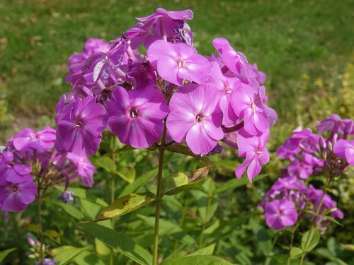 Gėlė,  Sodas,  Žiedlapis,  Violetinė,  Pobūdį,  Žiedas,  Vasara