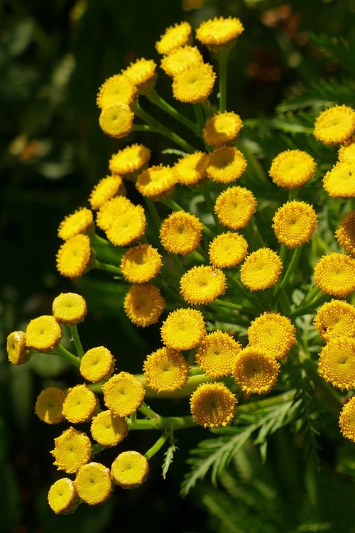 Gėlė,  Augalų,  Floros,  Geltona,  Vasara,  Pobūdį,  Sodas