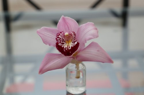 Gėlė,  Orchidėjų,  Augalų,  Violetinė,  Iš Arti