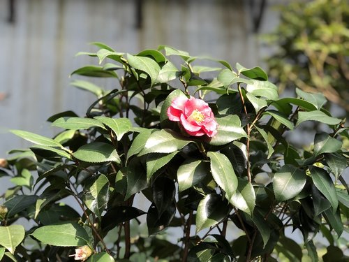Gėlė,  Camellia Gėlių,  Žiedlapis,  Jeju