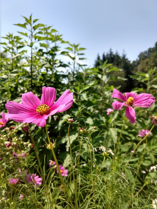 Gėlė,  Violetinė,  Sodas,  Kraštovaizdis