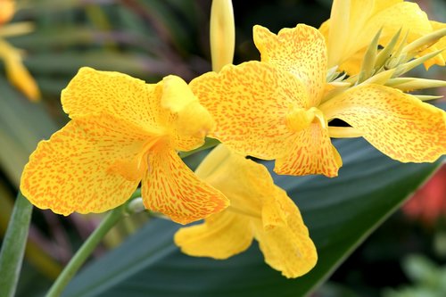 Gėlė,  Augalų,  Tropical,  Orchidėjų,  Geltona