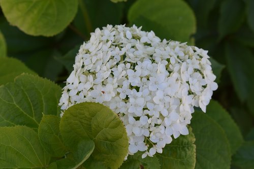 Gėlė,  Baltos Spalvos,  Hortenzija,  Sodas,  Floros,  Vasara,  Žydėjimas