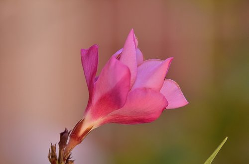 Gėlė,  Sodas,  Augalų,  Floros,  Žiedlapiai,  Protrūkis,  Vasara