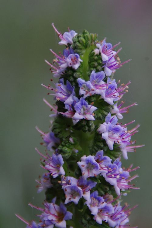 Žiedas, Žydėti, Gėlė, Gėlės, Violetinė, Violetinė, Laukinė Gėlė, Uždaryti, Augalas