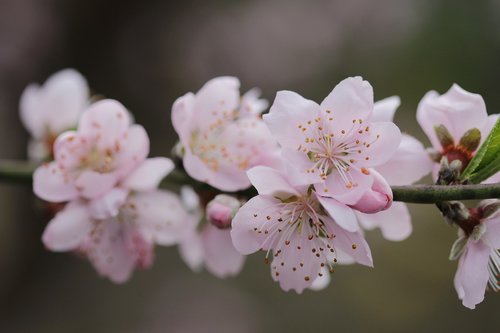 Gėlė,  Persikų Medis,  Pavasaris,  Klestėti,  Botanikas