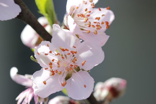 Gėlė,  Persikų Medis,  Pavasaris,  Floros,  Botanikas