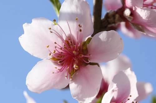 Gėlė,  Persikų Medis,  Pavasaris,  Floros,  Botanikas