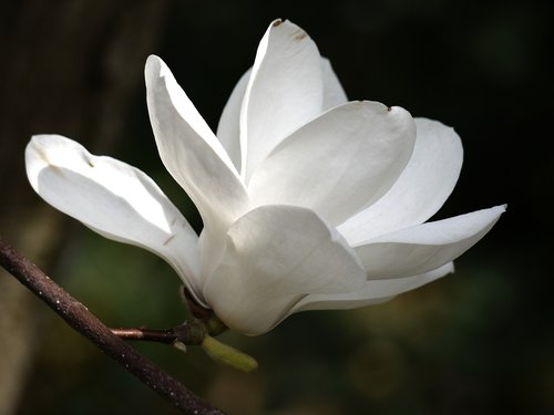 Gėlė,  Baltos Spalvos,  Magnolija