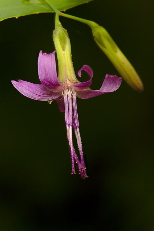 Gėlė,  Vasara,  Makro,  Iš Arti,  Violetinė