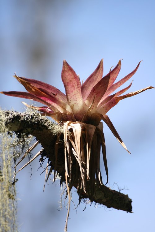 Gėlė,  Bromeliads,  Medis,  Gamta