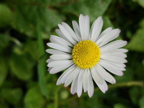 Gėlė,  Žolė Margriet,  Pavasaris,  Vasara