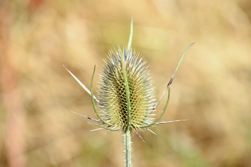 Gėlė,  Žalias,  Thistle,  Vasara,  Iš Arti,  Meadow,  Augalas