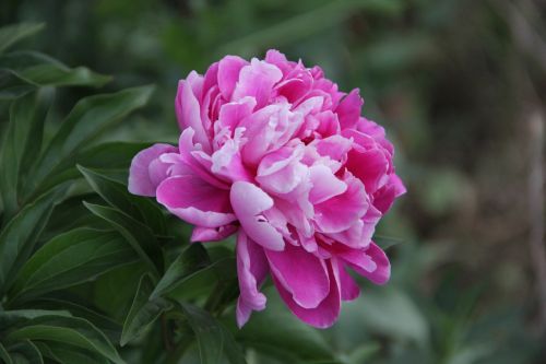 Gėlė, Gamta, Rožinis Peonija