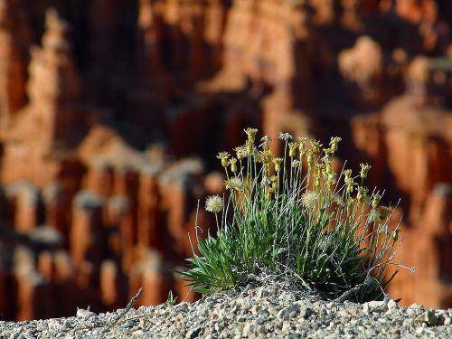 Gėlė, Raudona, Geltona, Bryce Kanjonas, Nacionalinis Parkas, Usa, Utah, Gamta